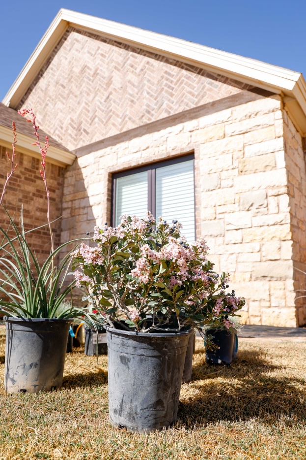 Mission Service Companies landscape installation — West Texas